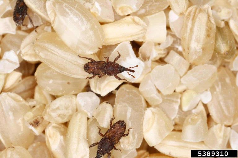 Rice weevils
