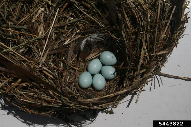 Starling Nest and eggs
