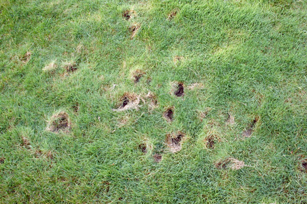 skung damage to lawns