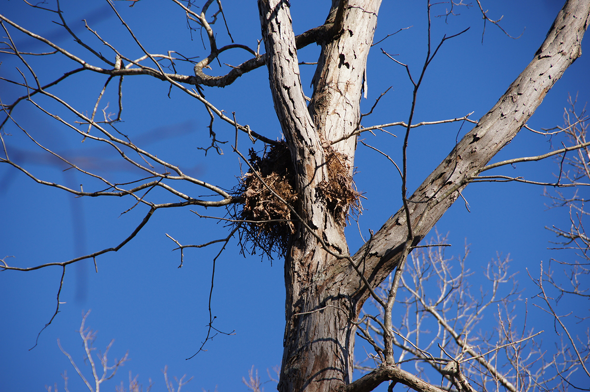 tree squirrel nest