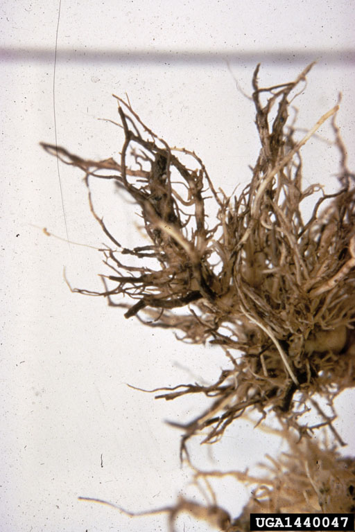 black root rot