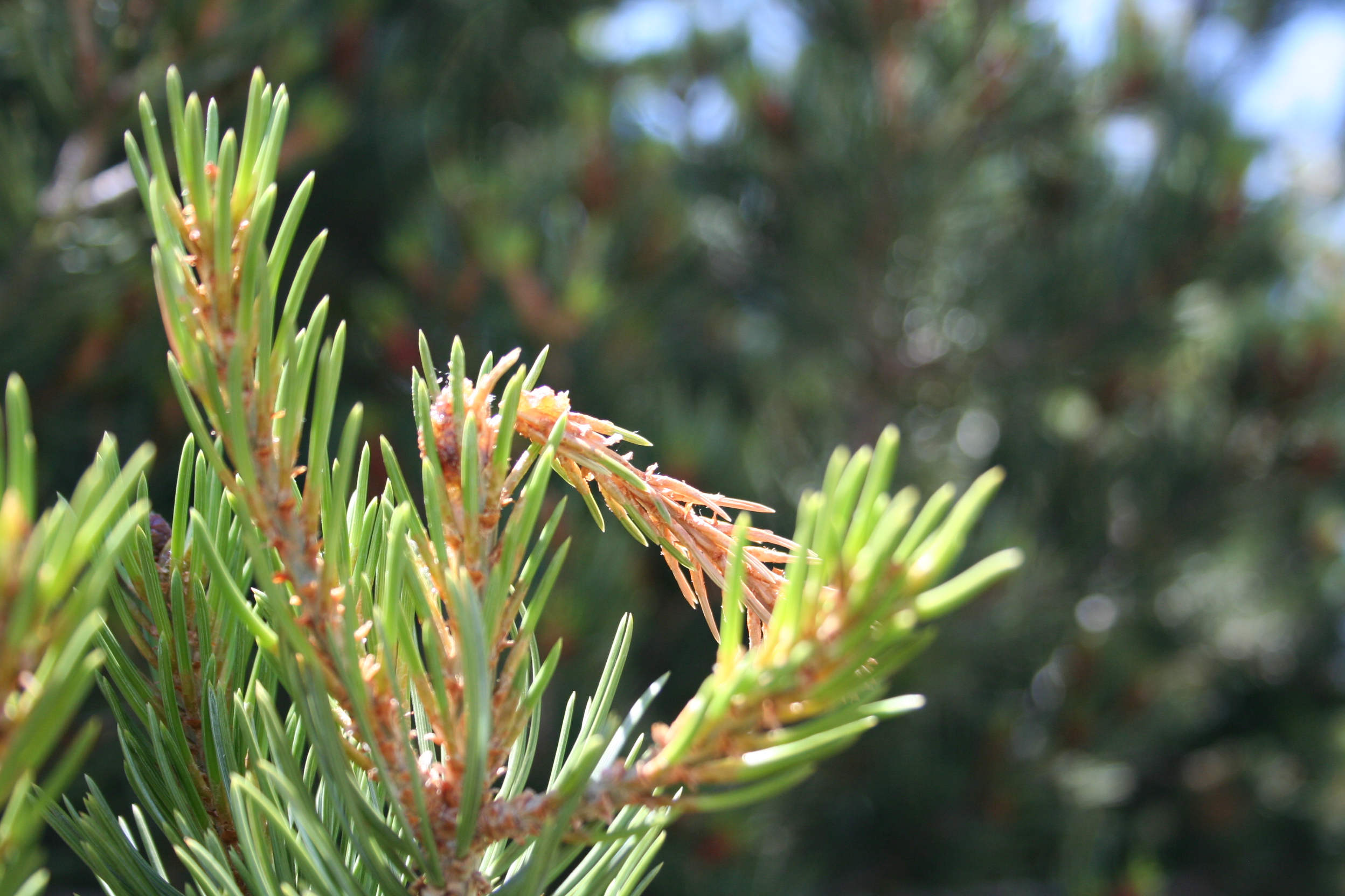 pine tip moth