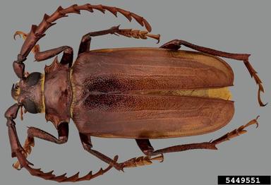 long-horned beetle