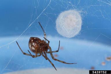 tangle web spider