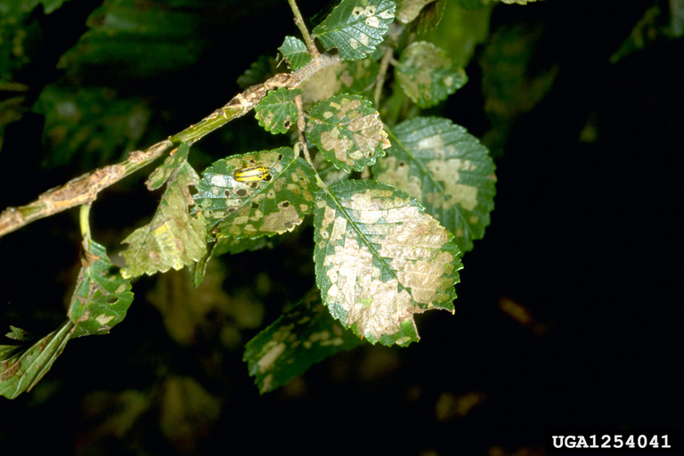 elm leaf beetle