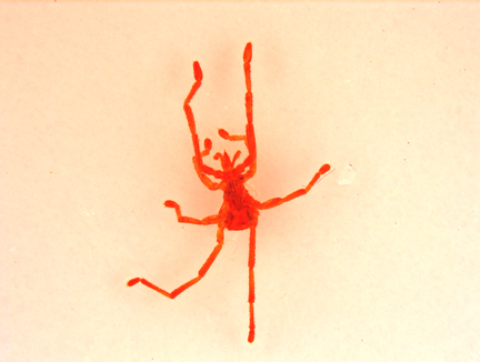 predaceous red mite