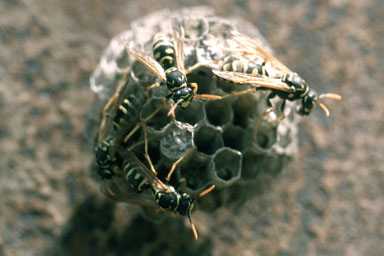 paper wasp