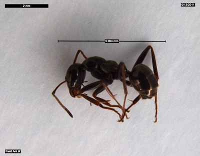 field ant