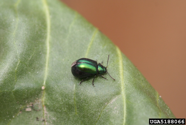 green dock beetle