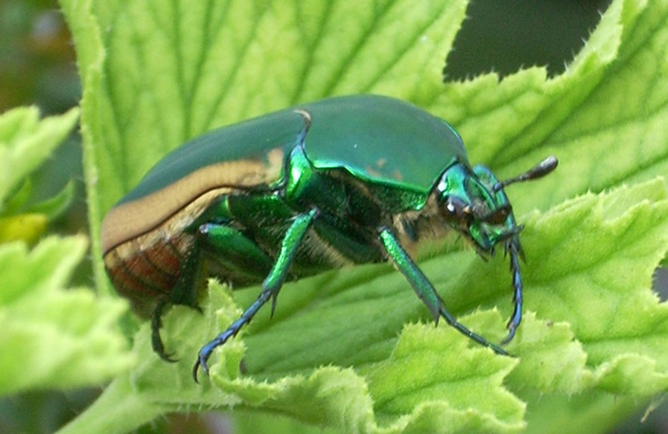 figeater beetle