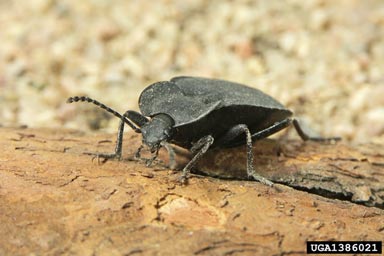 carabid beetle