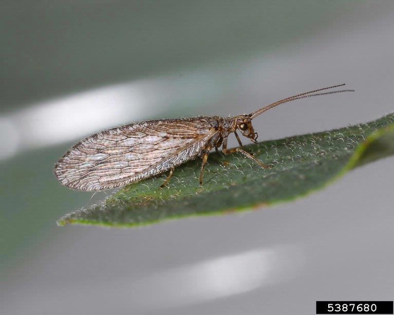 brown lacewing