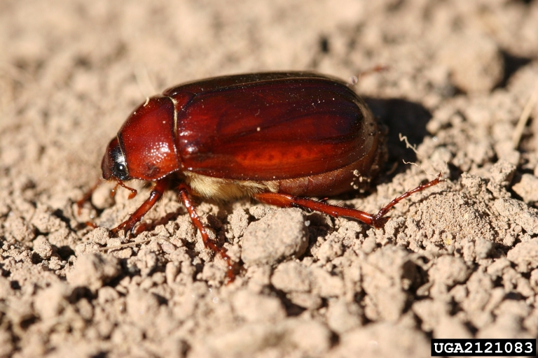 may/june beetle