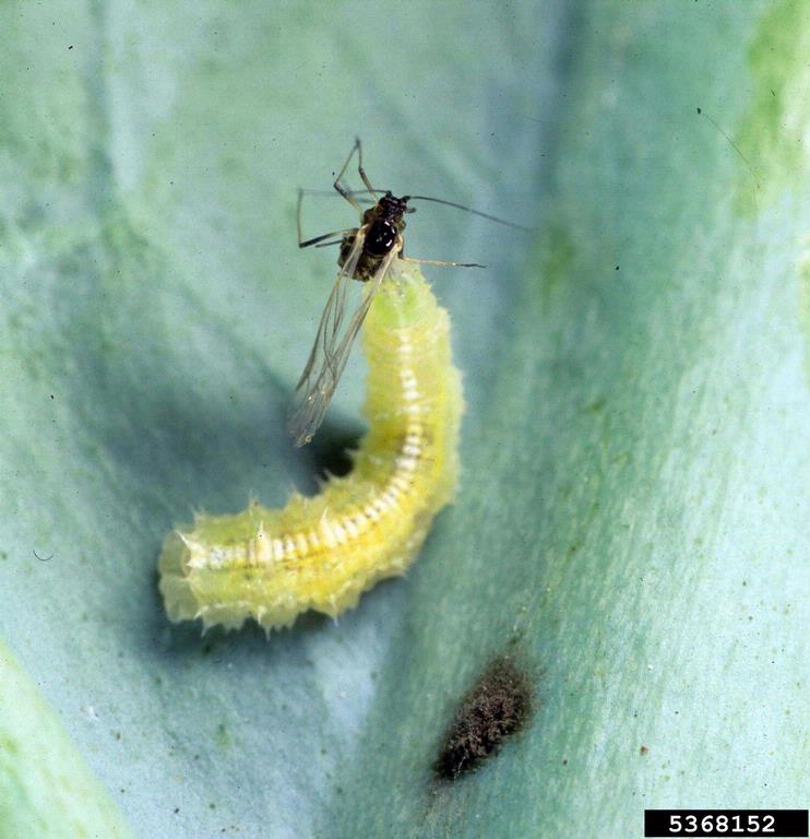 hoverfly larva