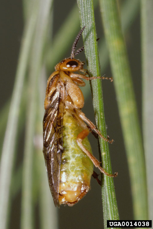 pine sawfly