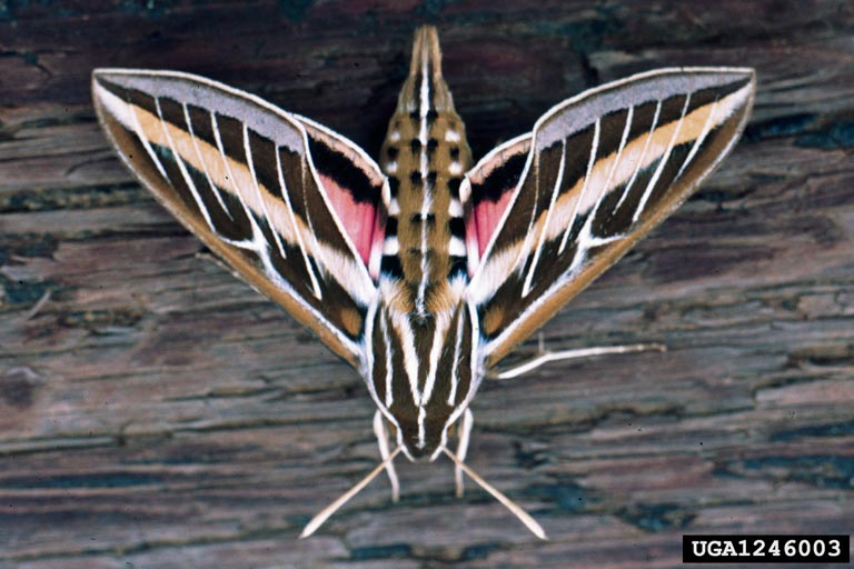 sphinx moth