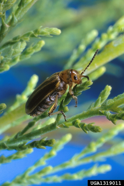 tamarisk beetle