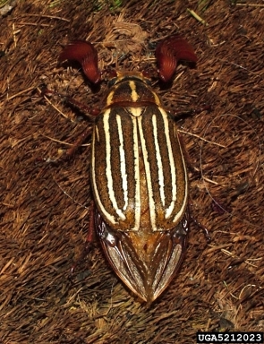 ten-lined june beetle