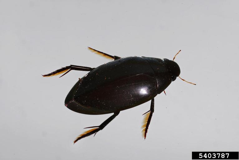 water beetle