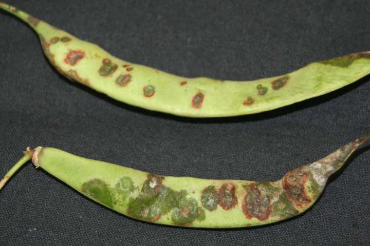bacterial disease on bean