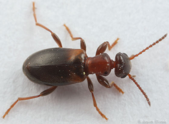 ant-like flower beetle
