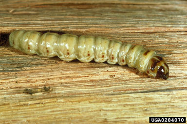 carpenter moth larva