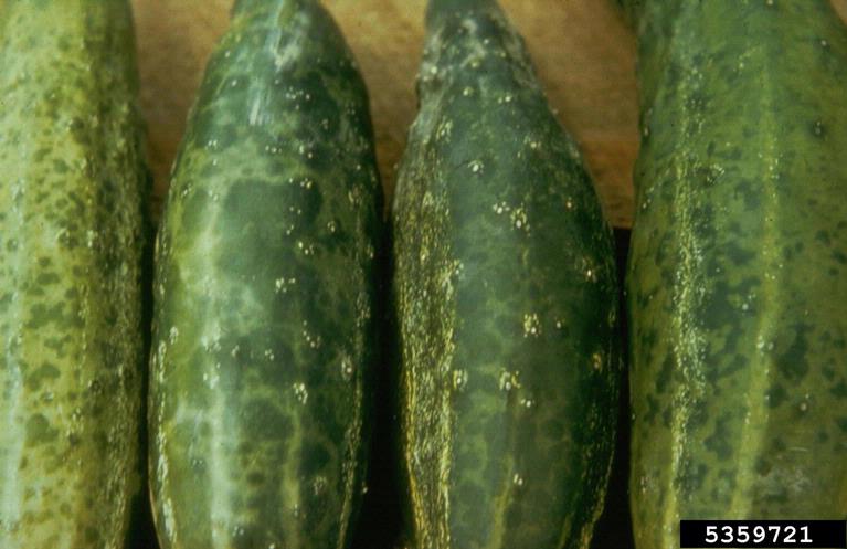 cucumber virus