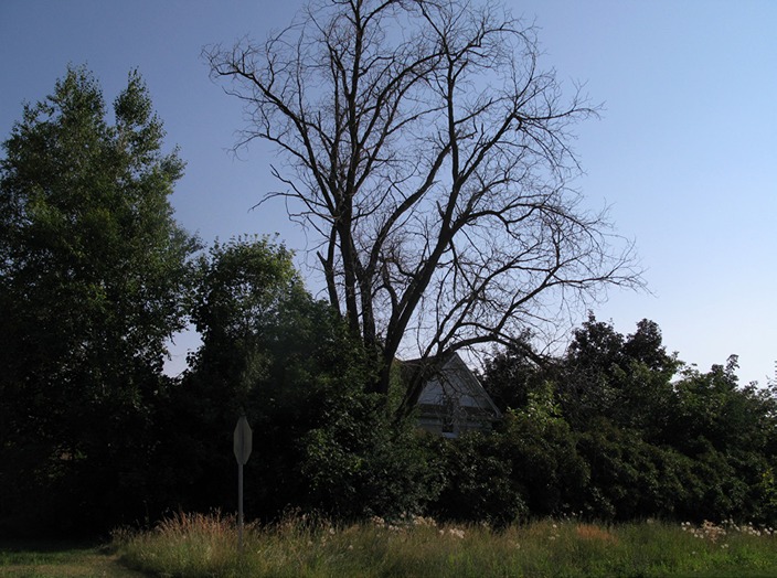 400 year old black walnut