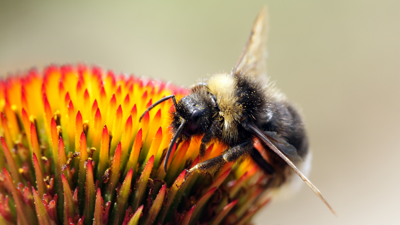 Where the Wild Bees Are