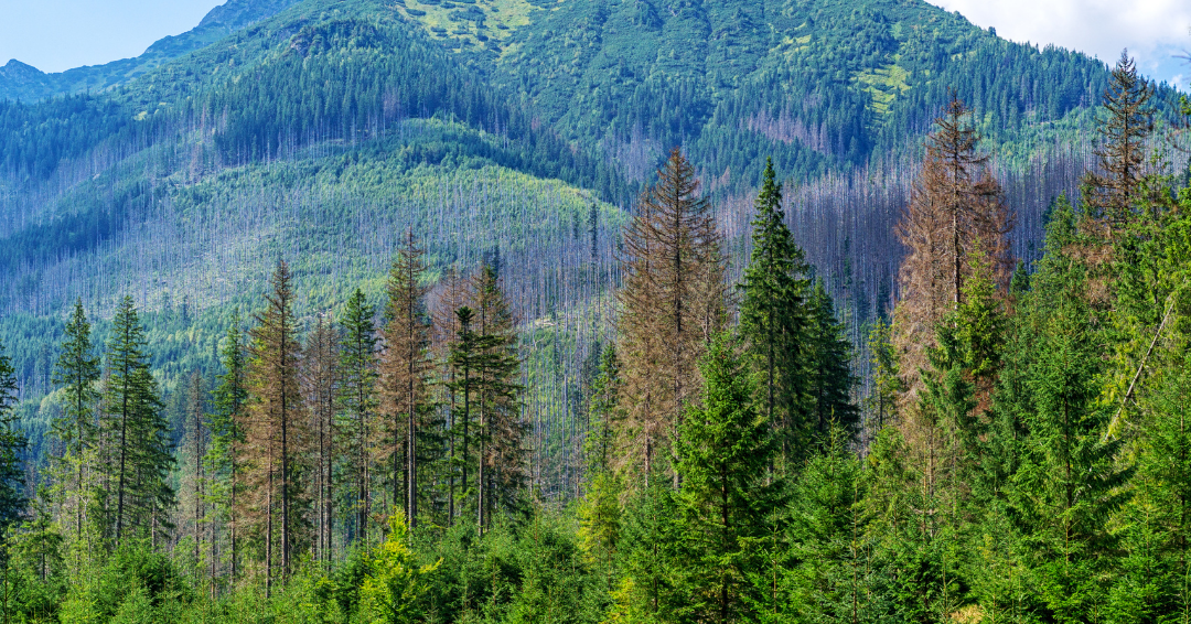 Extended Drought May Cause Acceleration of Ips Bark Beetles