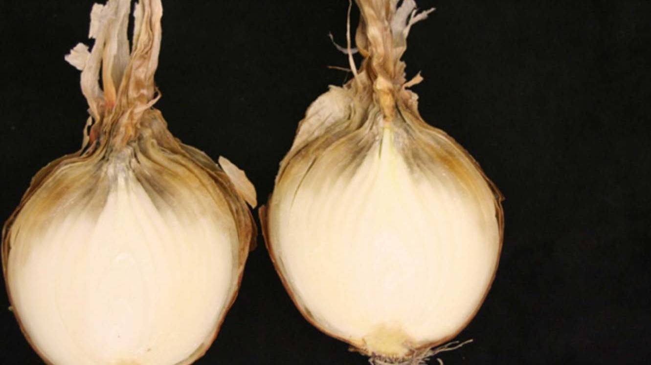 Onion rot