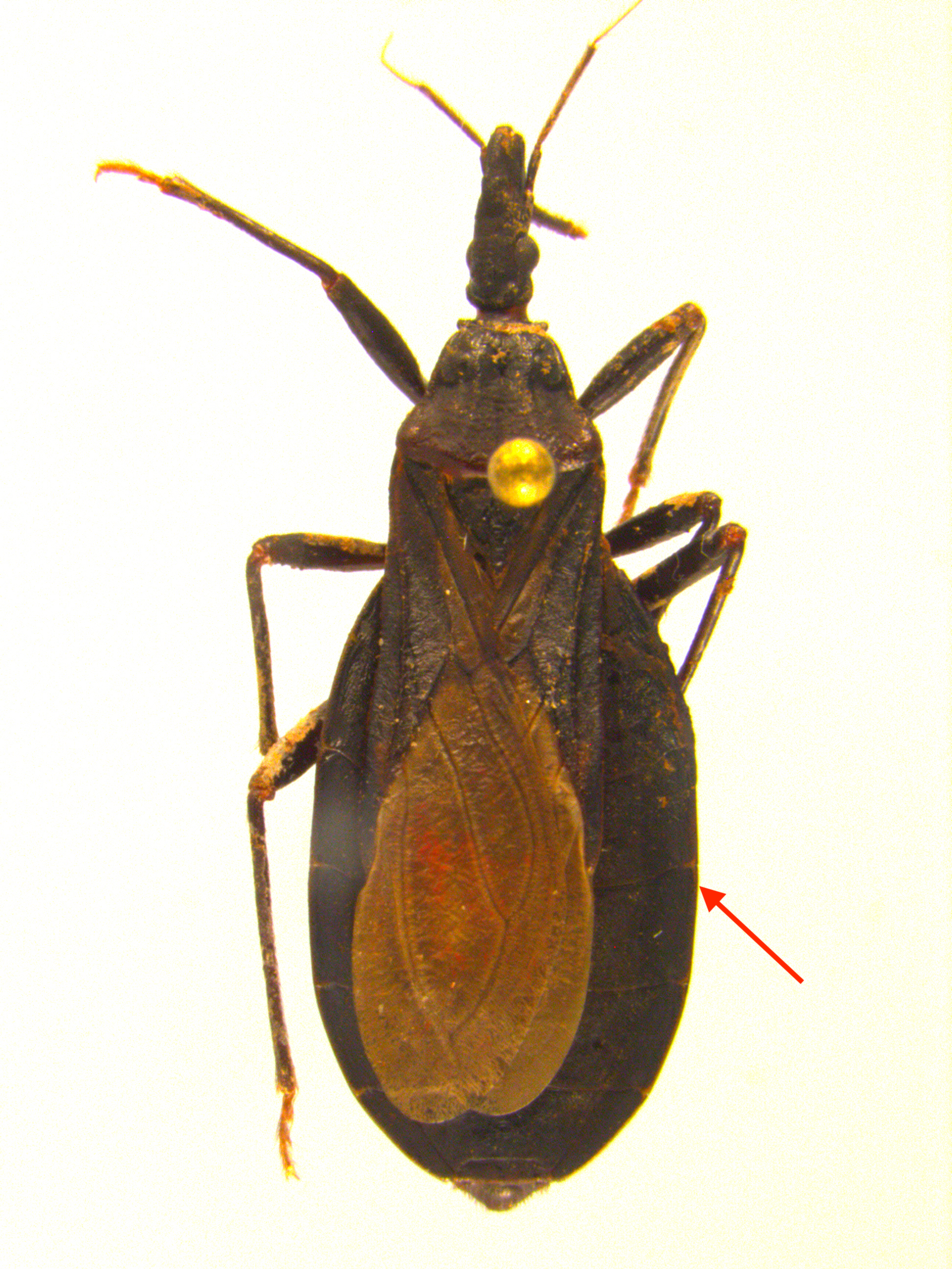 Western Conenose Bug Adult