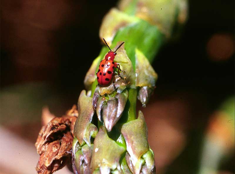 spotted asparagus beetle