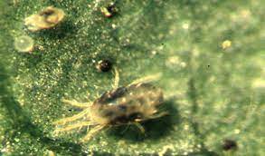 Two-spotted spider mite adult
