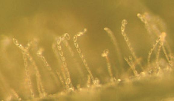 mycelium close up