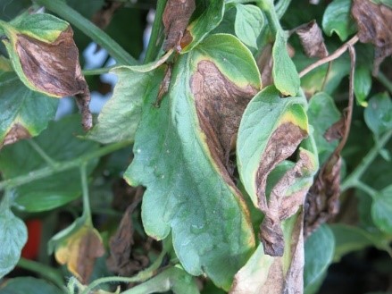 Fusarium And Verticillium Wilts Of Vegetables USU Fusarium And Verticillium Wilts Of Vegetables USU