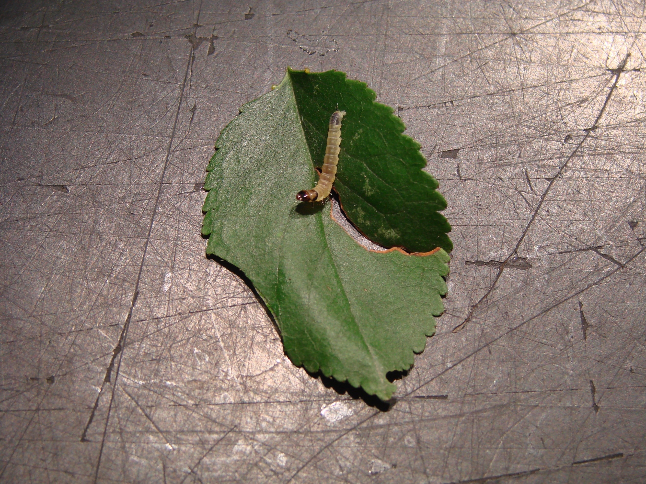 Obliquebanded leafroller caterpillar