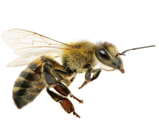 Female worker honey bee (Apis mellifera)