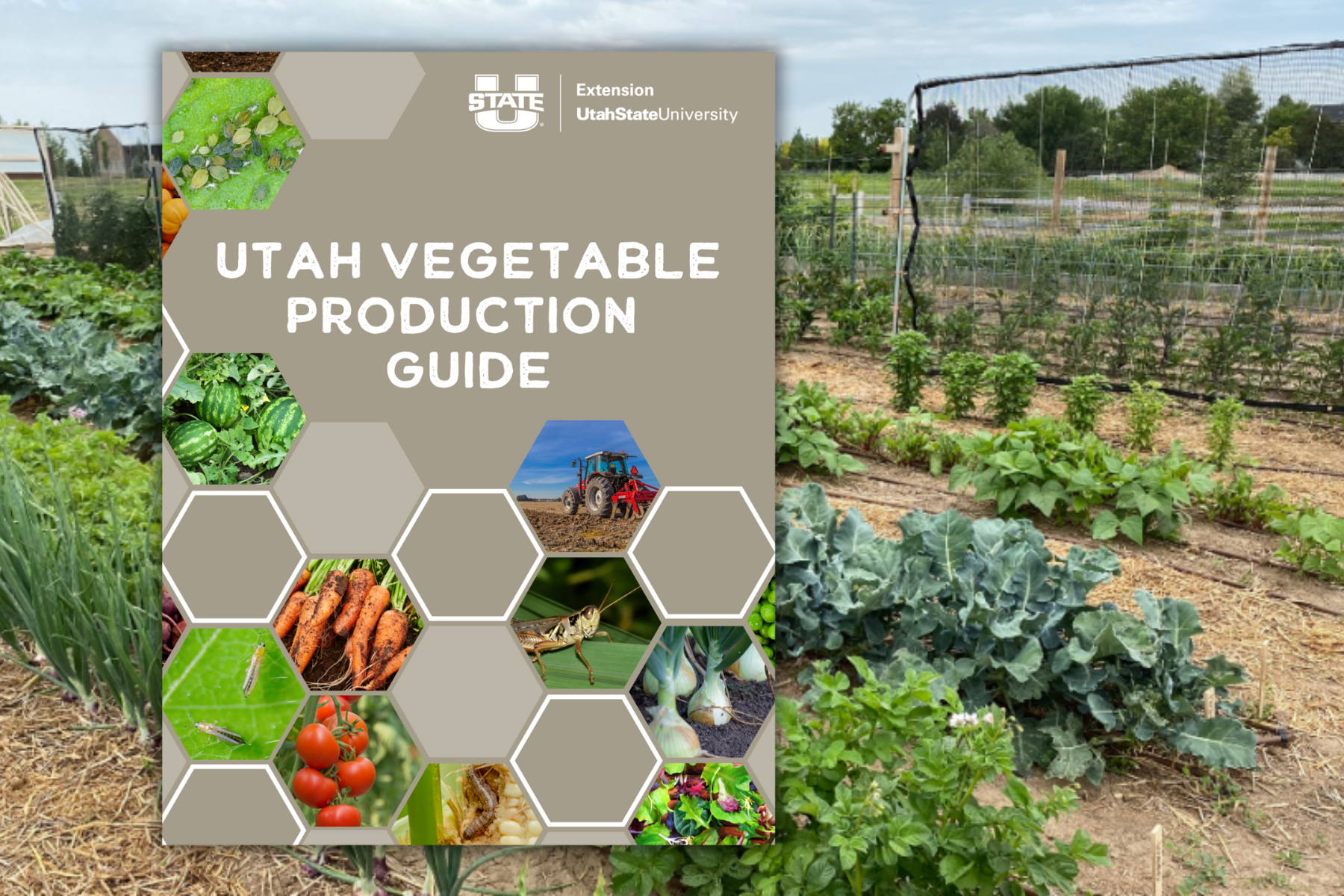 Vegetable Guidebook (5th Ed.)