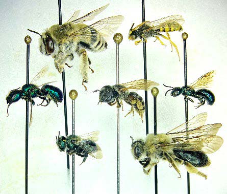 A varitey of bees that have been caught