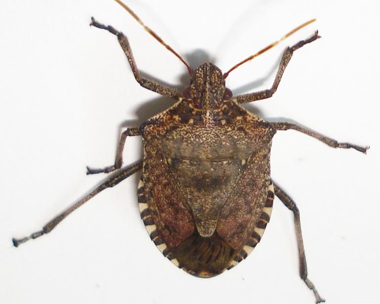  Brown Marmorated Stink Bug