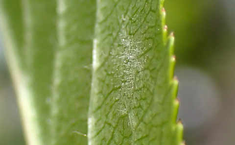 Early infections are difficult to see.