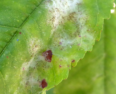 Chasmothecia forming within mycelium.