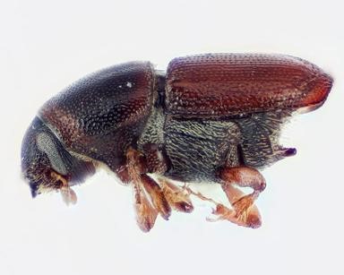 Elm Bark Beetle