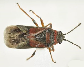 Elm Seed Bug