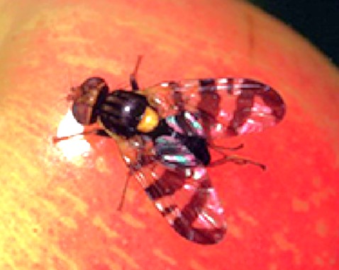 European Cherry Fruit Fly