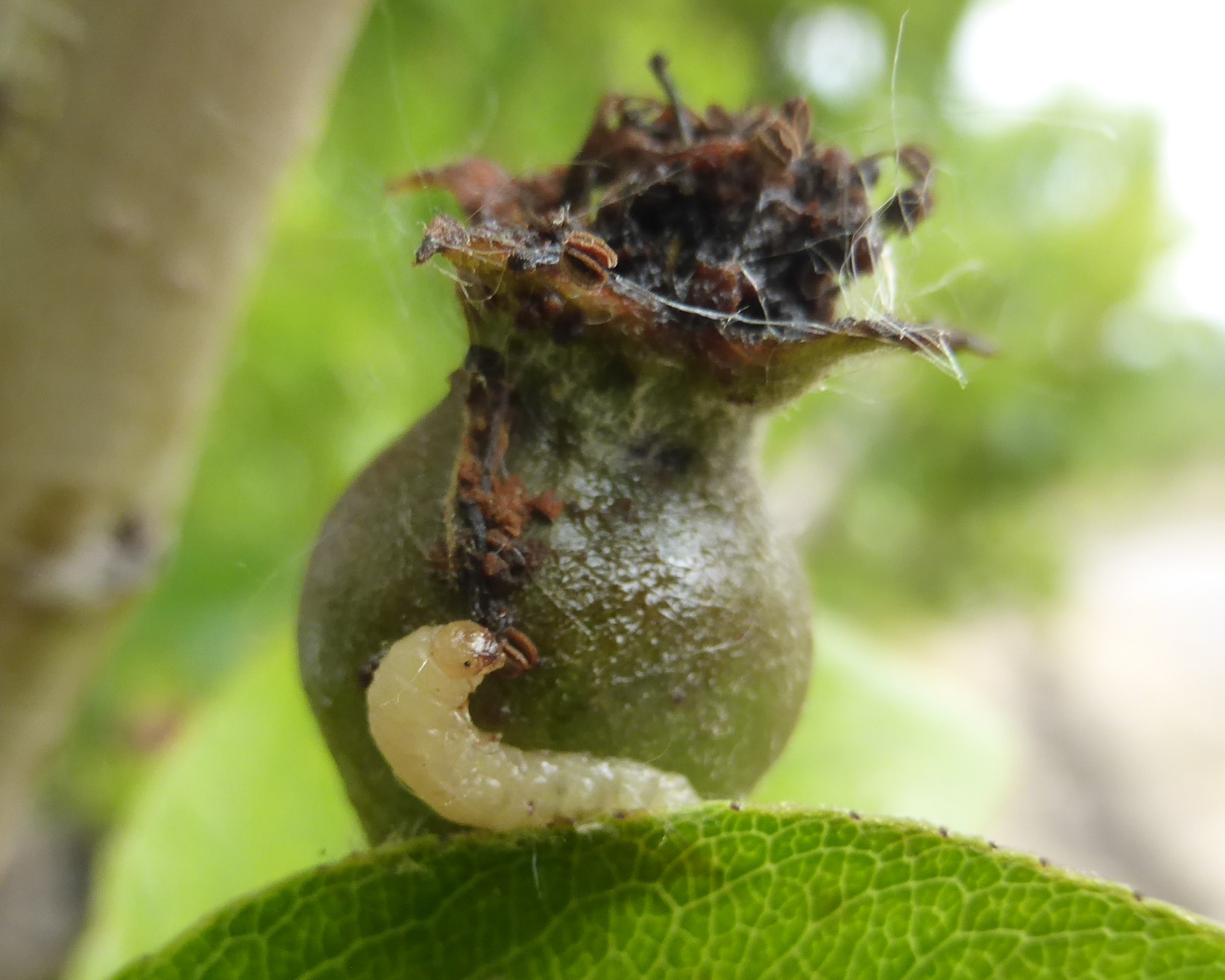  Pear Fruit Sawfly