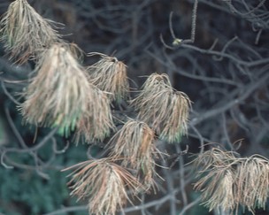  Pine Wilt Disease
