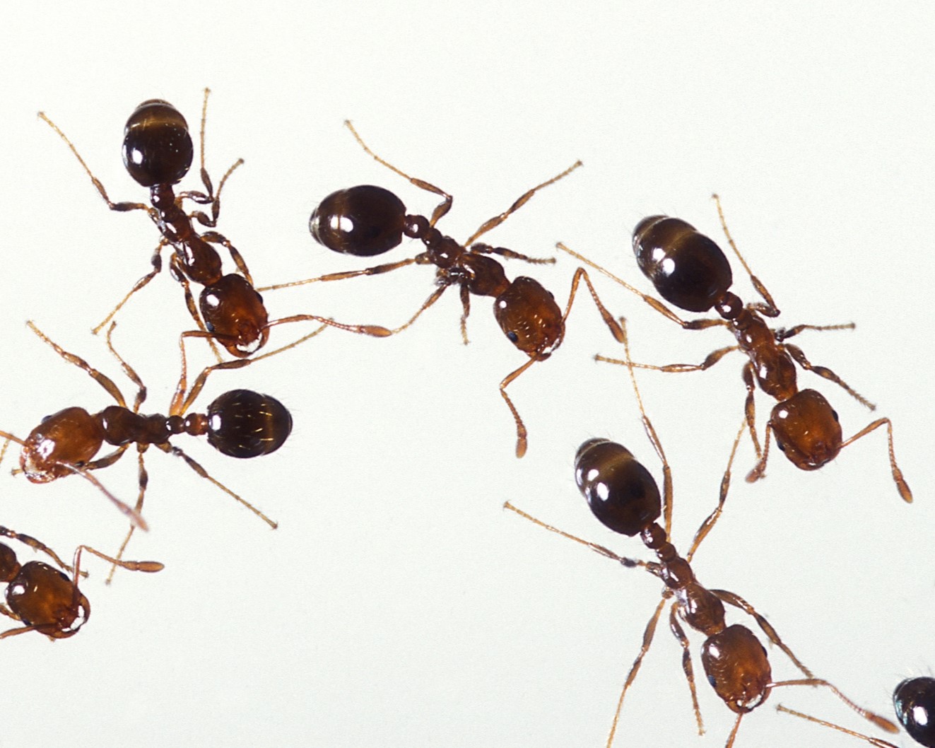  Red Imported Fire Ants