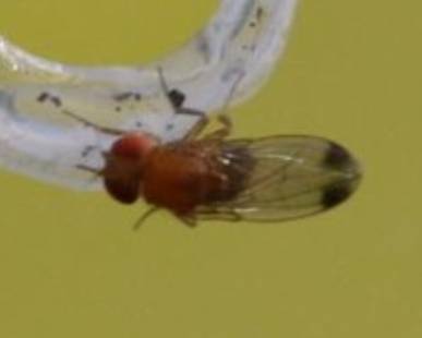  Spotted Wing Drosophila